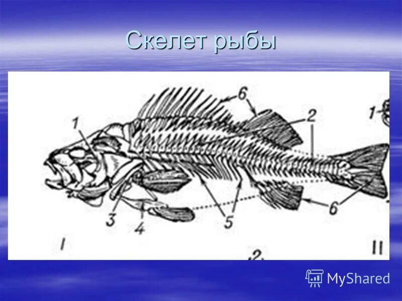 позвонок костистой рыбы. части скелета рыбы. строение скелета речного окуня. скелет рыбы строение. внутреннее строение рыбы скелет.