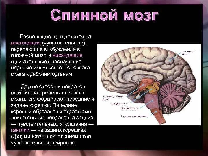 Передают импульсы от органов в мозг. Мозг и информация. Возбуждение мозга. Центр возбуждения в головном мозге. Проводящие пути делятся на.