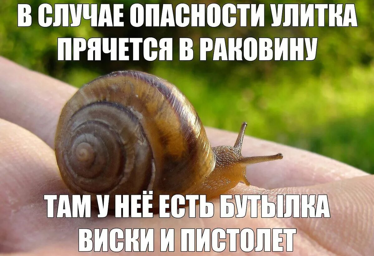 Заходит как то улитка. Прикольная улитка. улитка прикол. мемы про улиток. шутка про улитку.