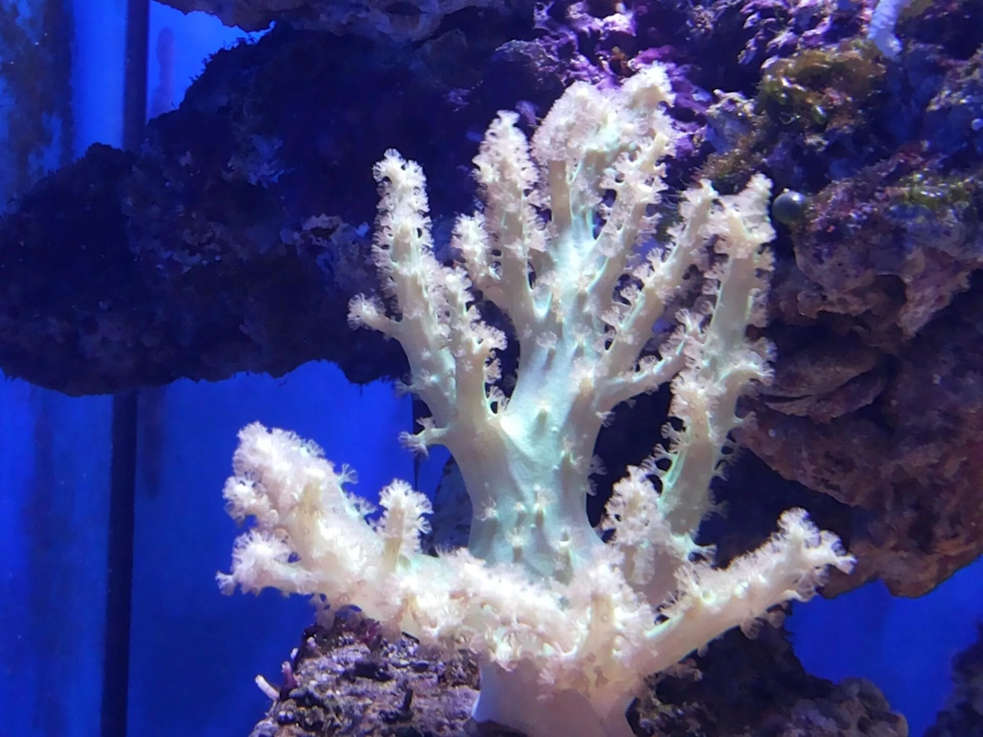 Корал эстетика. Живые кораллы для аквариума. Нано риф. Кораллы в морском аквариуме. Живые кораллы для аквариума.