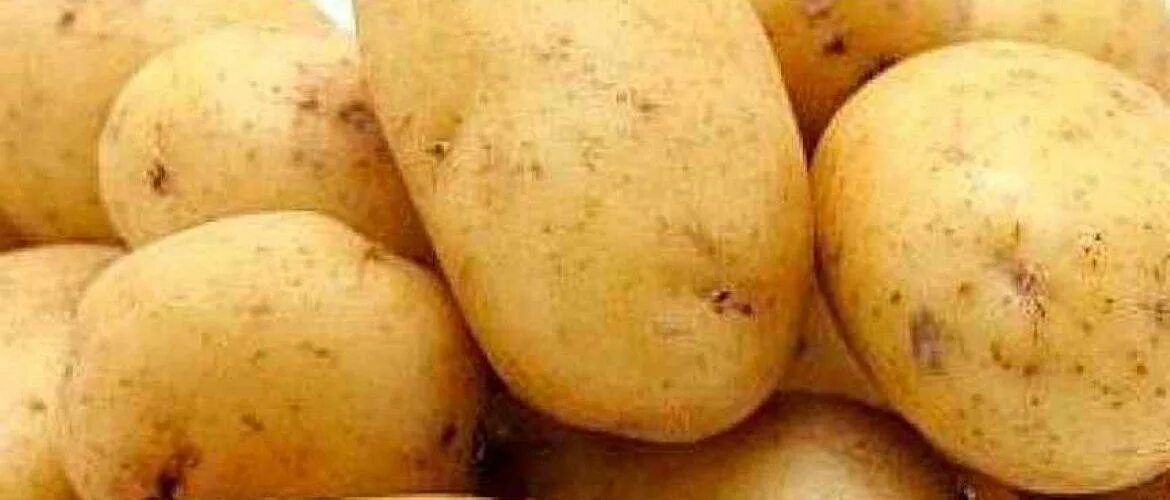 Картофель нандина. Сорт картофеля синеглазка. Картофель гала. Картофель гала качество. Семена картофеля гала.