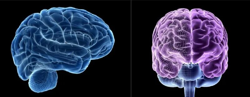 Brain mass. Brain mass