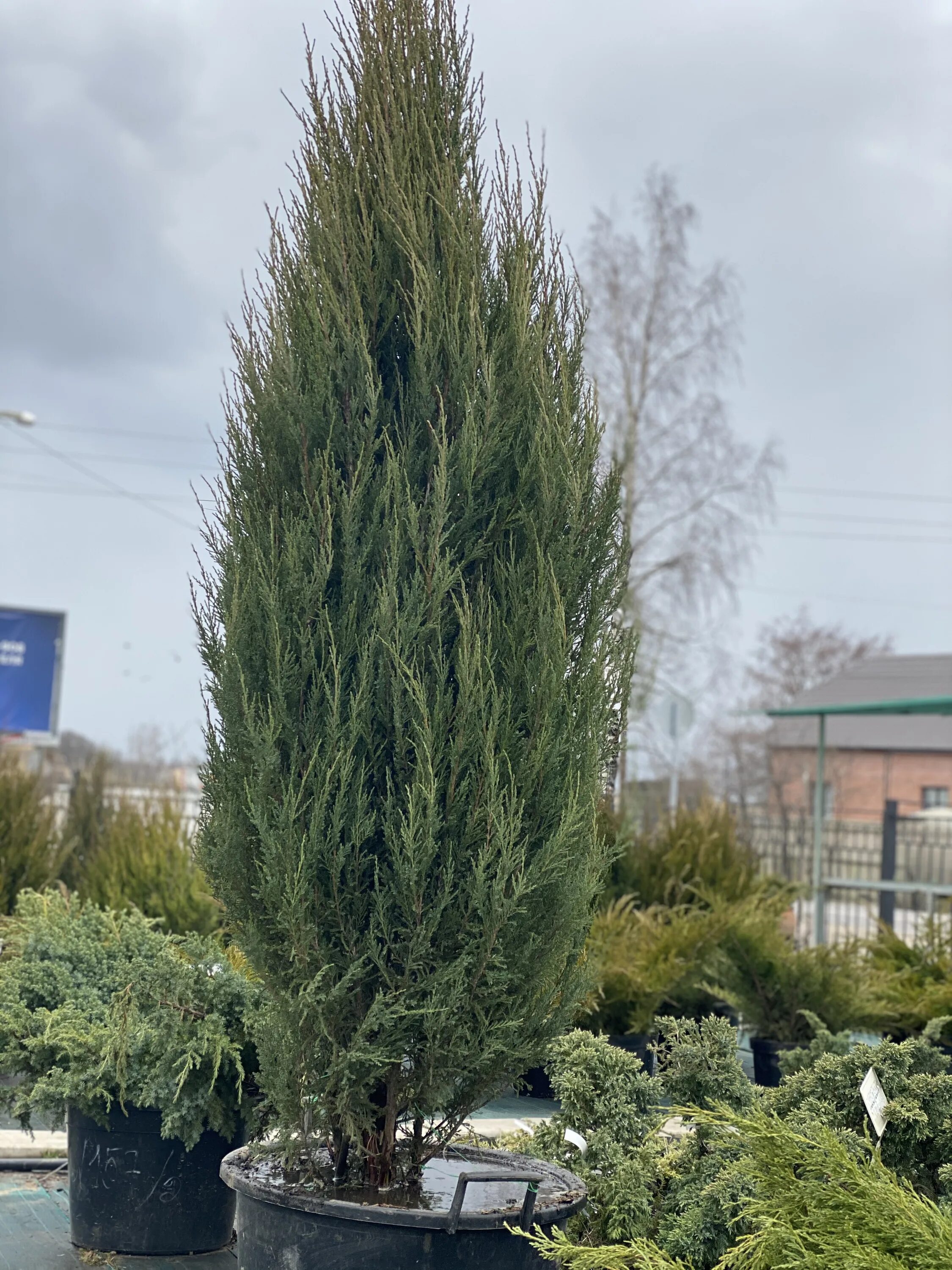 можжевельник арроу. можжевельник арроу. можжевельник скальный блю эрроу. можжевельник эрроу. можжевельник скальный блю эрроу.