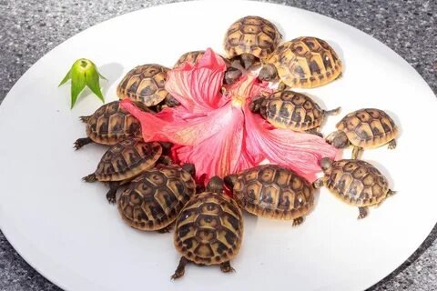 Какие овощи можно черепахам