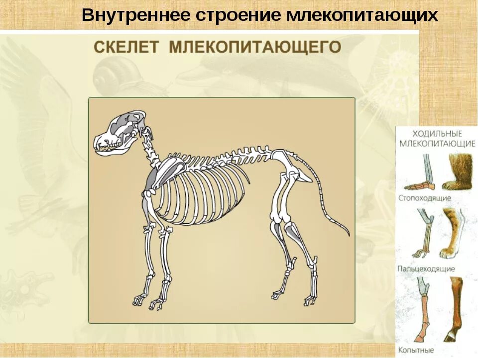 7 класс скелет. Скелет млекопитающего 7 класс биология. скелет млекопитающего 8 класс биология. скелет млекопитающих 7 класс. внетреннеестроение млекопитающих скелет.