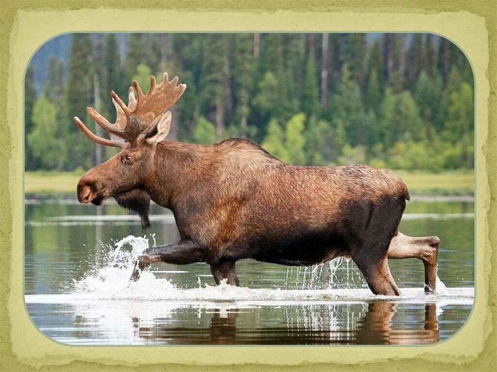 саяно-шушенский заповедник северный олень. сибирский белохвостый олень. лось лосиха лосенок. крупный олень обитающий в сибири 5. крупный олень обитающий в сибири 5.
