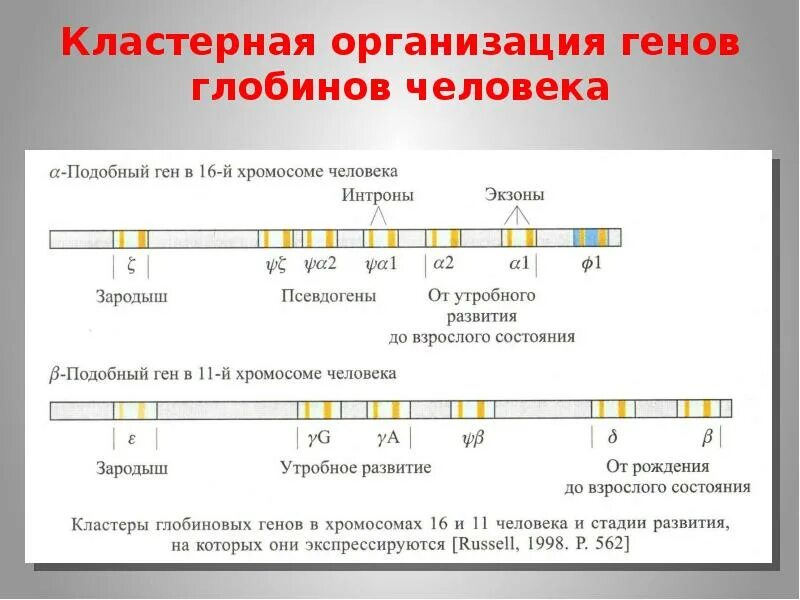 Гены ортологи. Гены глобинов. Регуляция синтеза гемоглобина. Структура ген человека. Структура гена человека.