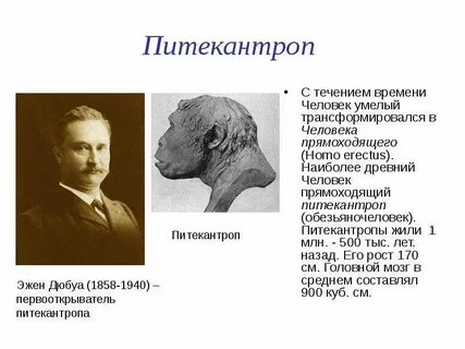 1 питекантроп