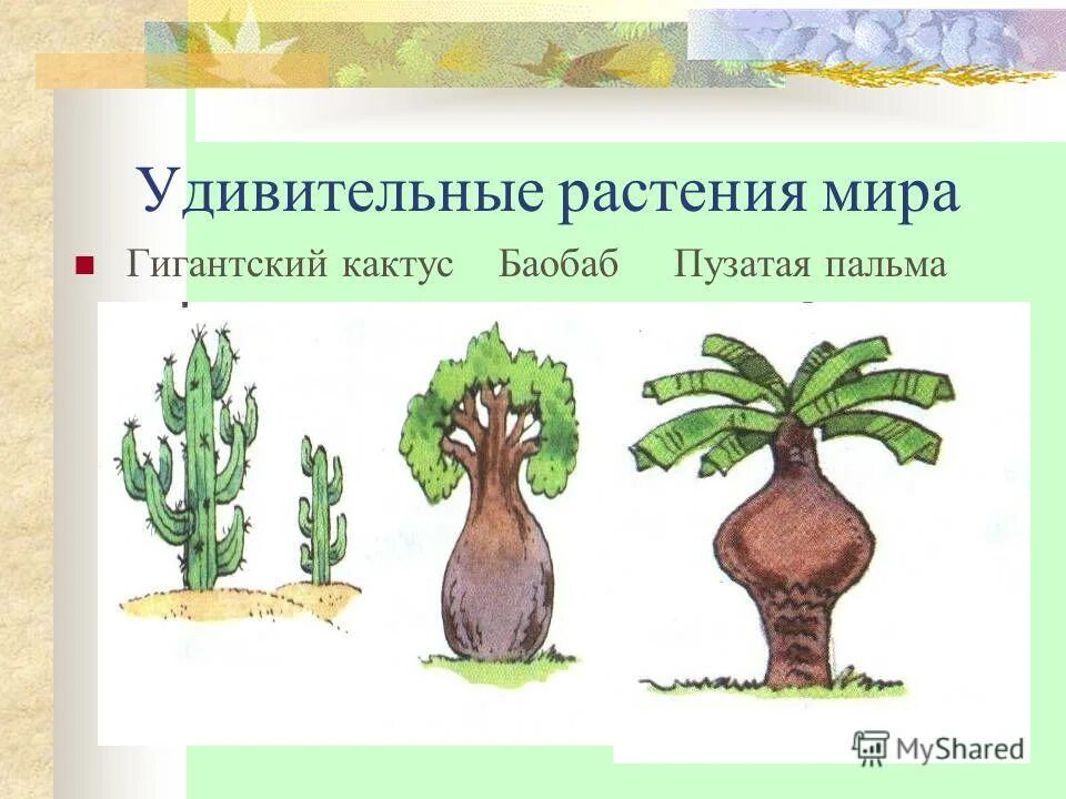 части строения растения. растения картинки. растения производители. цель проекта комнатные растения. растение живой организм.