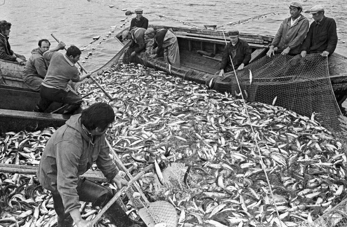 Морской промысел рыб. Сельдяной промысел поморов. Астрахань рыбный промысел 19 век. Промысел Поморы рыболовство. Байкальский омуль рыбозавод Байкал.