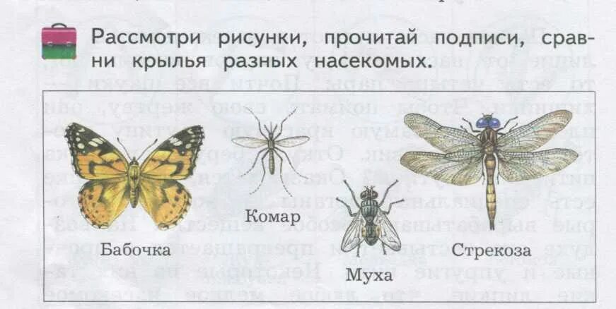 Write the odd word mosquito butterfly