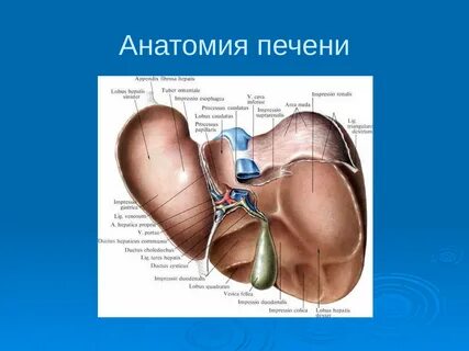Анатомические доли печени