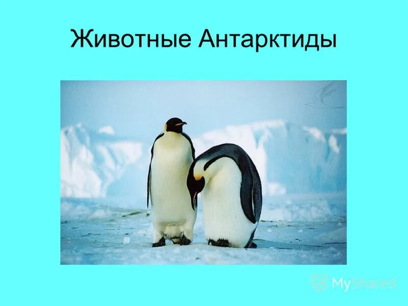 животные антарктиды 1 класс. животный мир антарктиды презентация. королевский пингвин в антарктиде. животные антарктиды. животные антарктиды 1 класс.