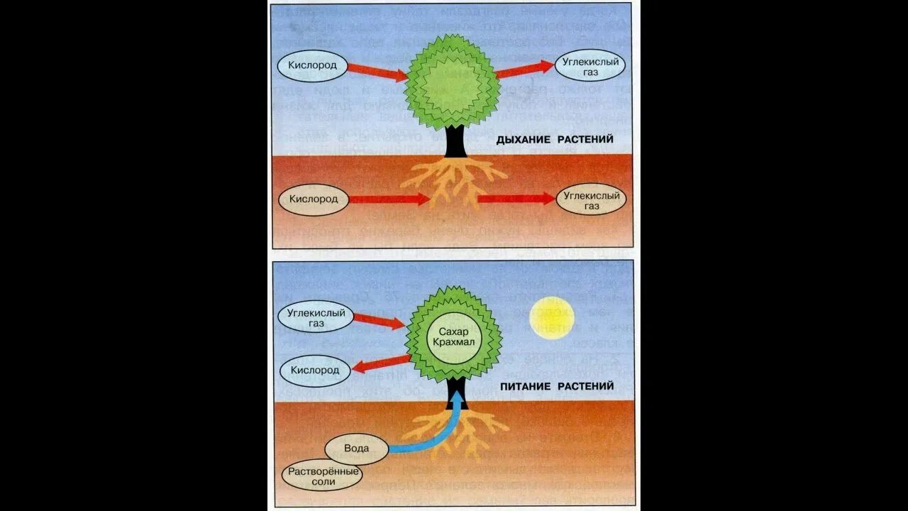 Процесс питания и дыхания растений. Тема солнце растения и мы с вами. Питание растений 3 класс окружающий мир. Солнце растения и мы с вами 3. Солнце растения и мы с вами 3 кл.