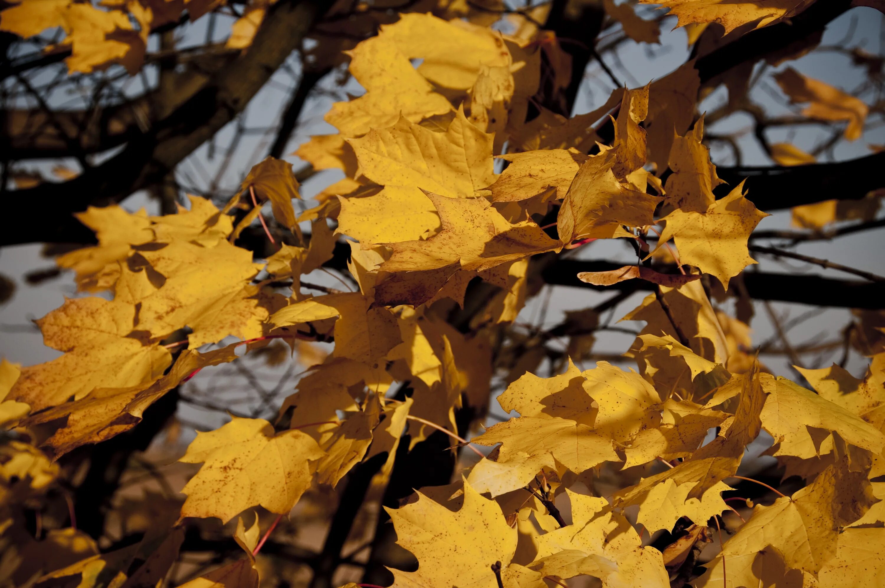 Даже самой теплой осенью листья желтеют. Сухая листва. Сухие осенние листья. Увядание осени деревья. Сентябрь сухие листья.