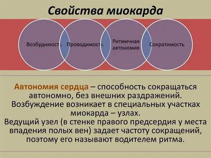 Свойства миокарда