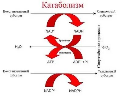Что такое анаболизм и катаболизм