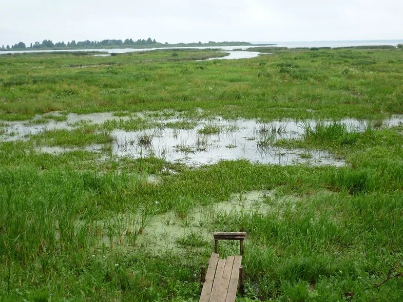 Характеристика почв омской области. Заболачивание почв. Причины заболачивания почв. Сильно заболочены территории. Территория заболочена.
