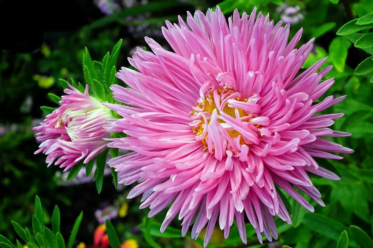 Астры петит. Включи астру. Включи астру. Включи астру. Включи астру.