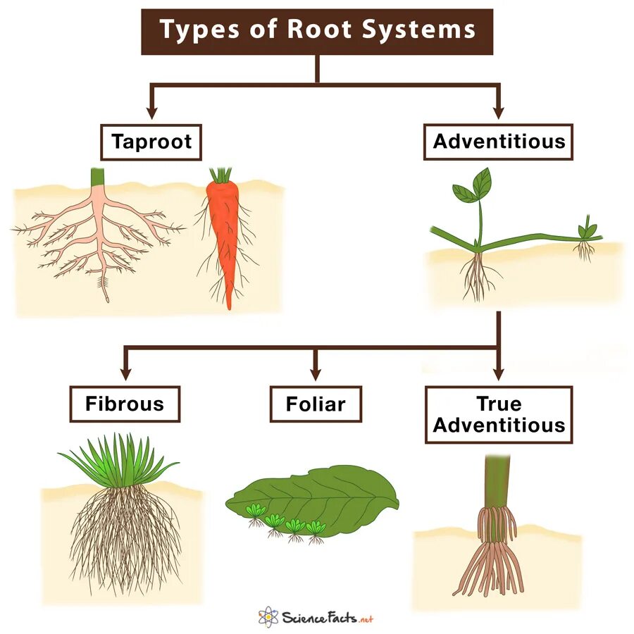 Корневая система. Корневые системы растений. Types of roots. Деревья со стержневой корневой.