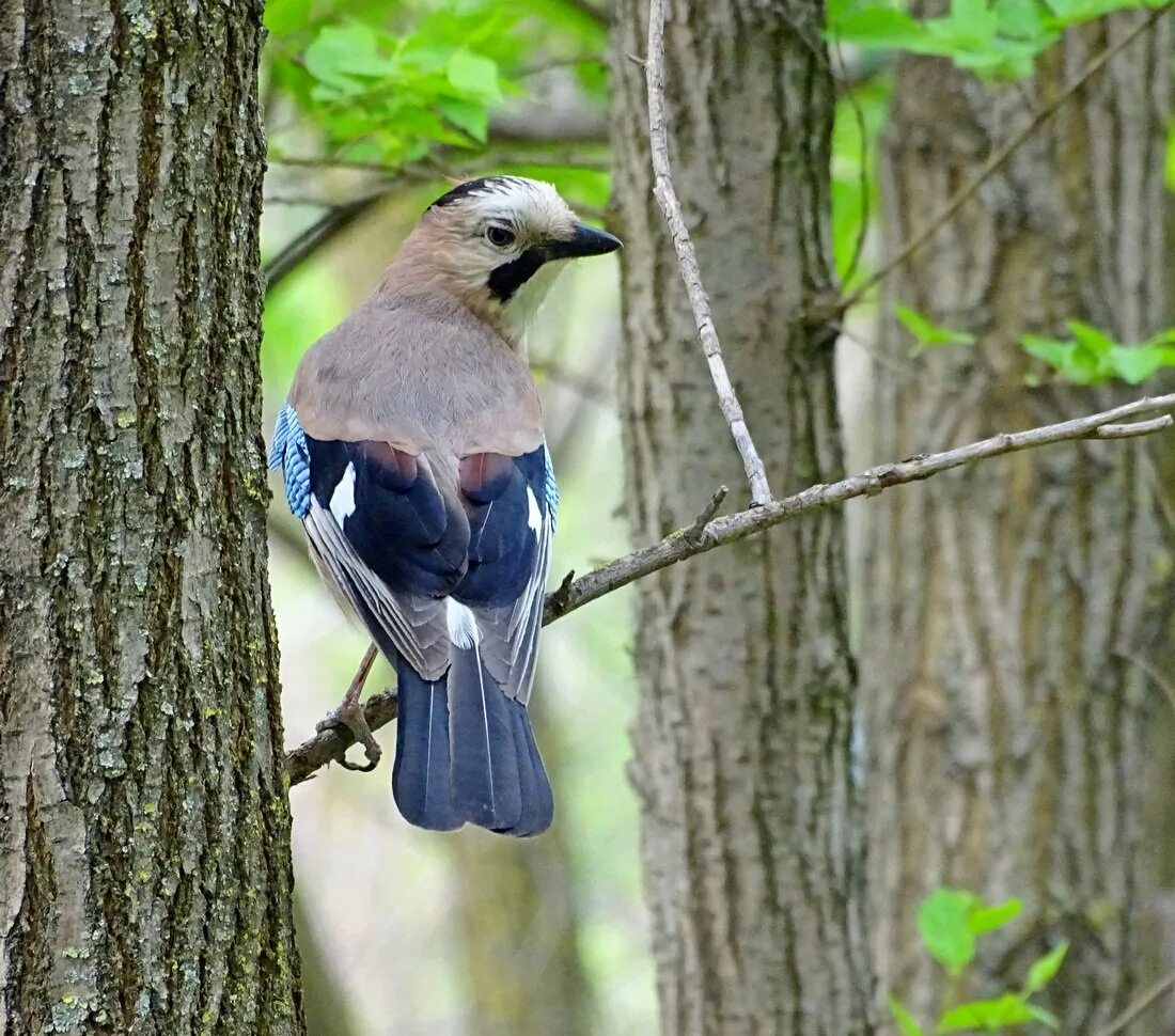 Сойка Кареза. Сойка обыкновенная garrulus glandarius. Сойка Подмосковная. Птицы Подмосковья Сойка.