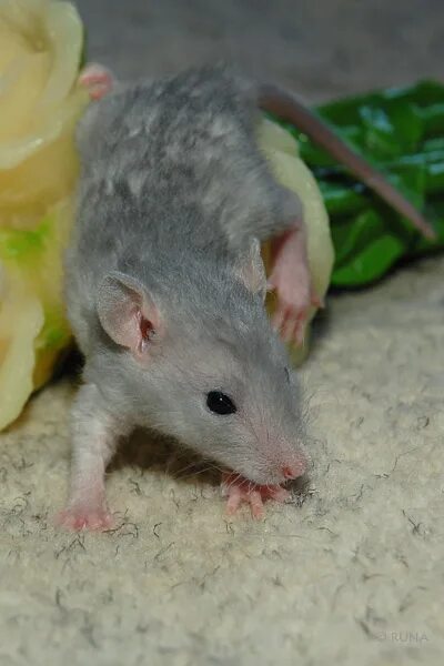 Можно домашним крысам капусту. Мышь в овощах. Что можно крысам из овощей. Можно домашним крысам капусту. Крыса в капусте.