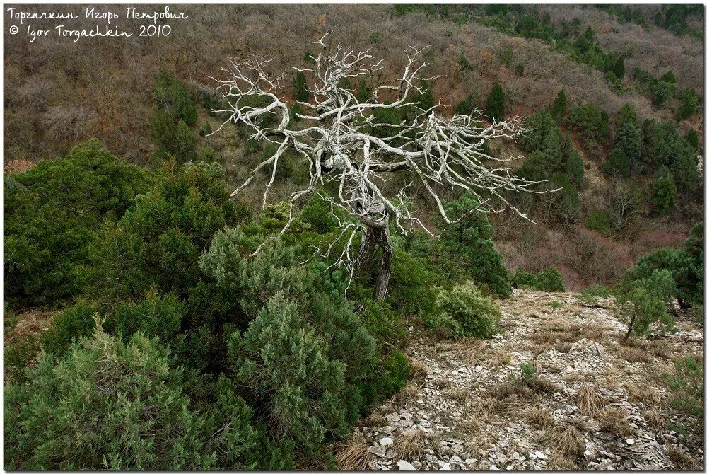 шесхарисское можжевёловое редколесье новороссийск. можжевеловое редколесье кавказ. шесхарисское можжевёловое редколесье. шесхарисское можжевеловое редколесье. можжевеловый лес новороссийск.