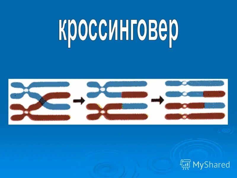 Кроссинговер происходит при образовании. Схема митотического кроссинговера. Кроссинговер происходит при образовании. Кроссинговер рисунок. Кроссинговер происходит на стадии.
