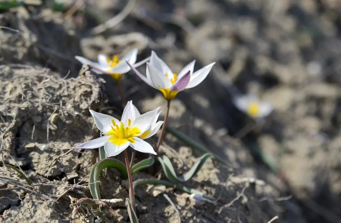 Калмыкия тюльпанов двуцветковый. Tulipa biflora. Тюльпан двуцветковый (Tulipa bi Lora ). Тюльпан двуцветковый