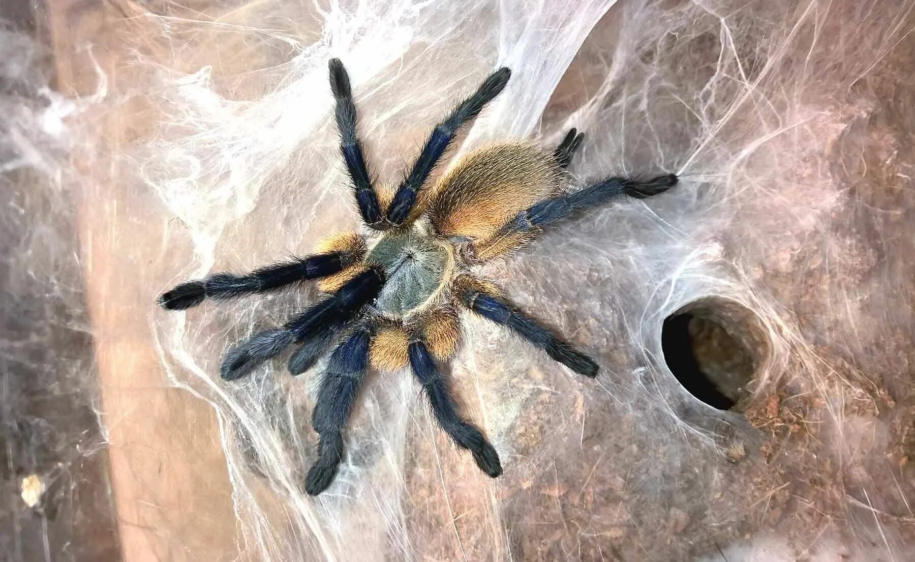 Пауки боятся света