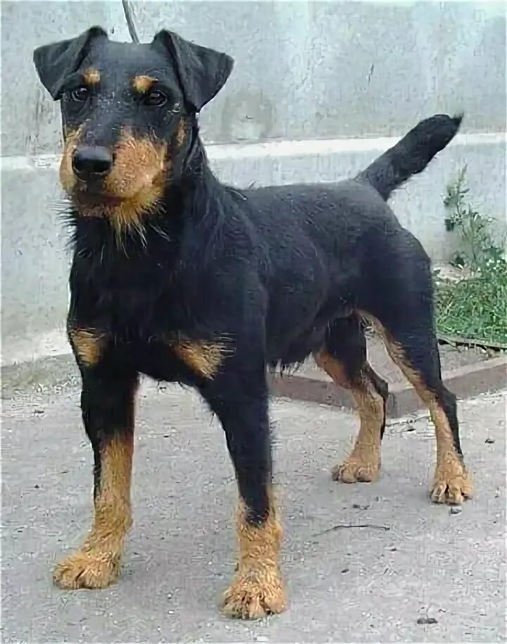 Jagdterrier Schipperke dog, Dog breeds, Unique dog breeds