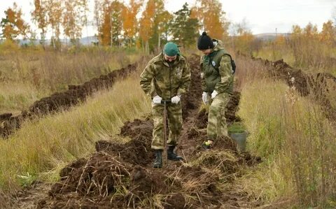 Лесничество красноярск
