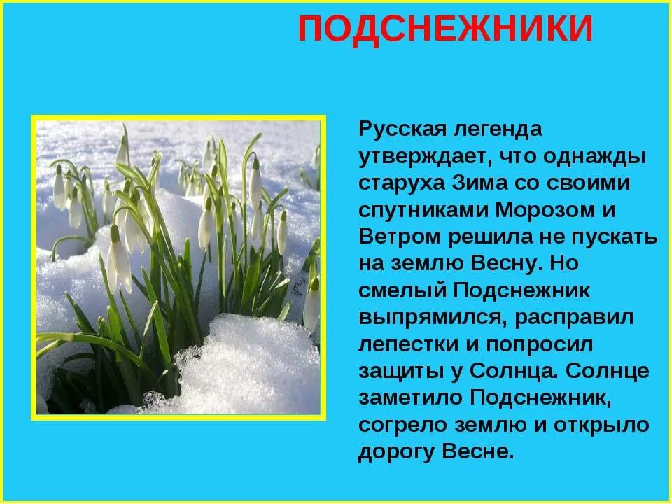 Рассказ об 1 из растений весеннего цветника. Легенды о растениях. Легенда о подснежнике. Легенды о цветах. Легенды о растениях весеннего цветника.