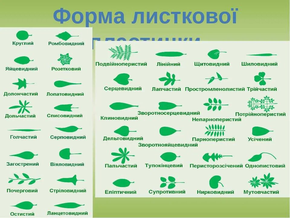 Линейная форма листьев. Форма листа. Форма листовой пластинки. Край листовой пластинки. Форма края листовой пластинки.