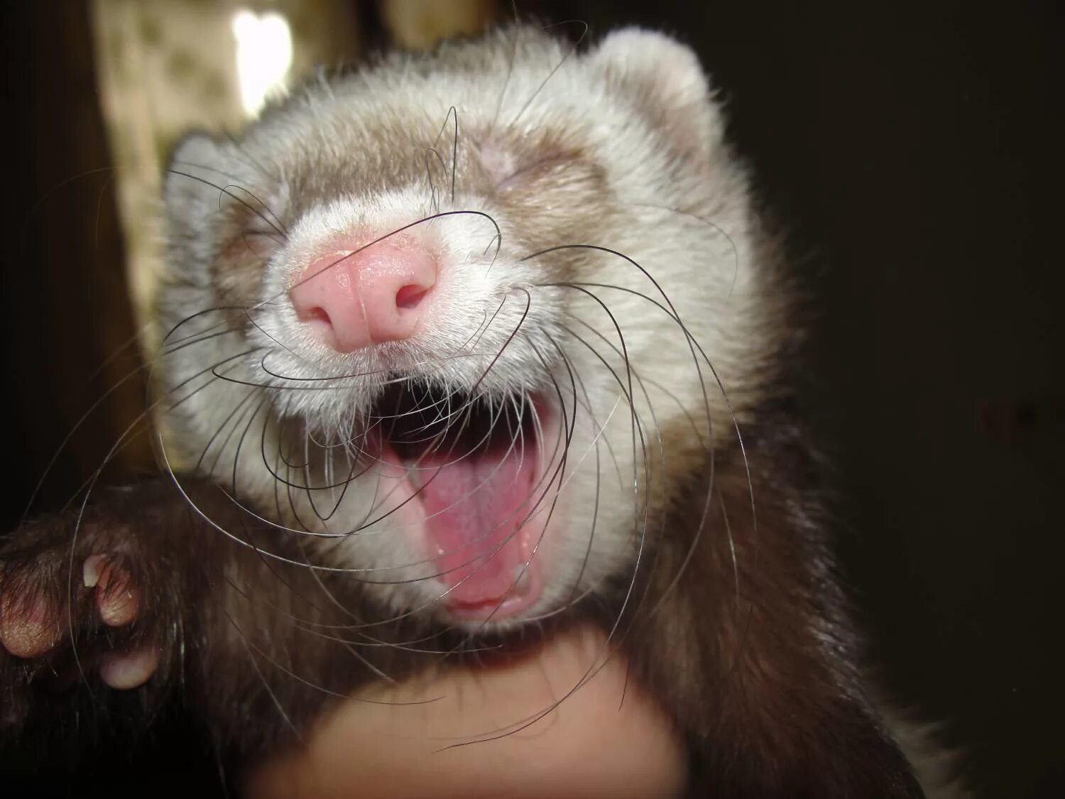 Фретка. Хорек. Звуки хорька. Хорек смеется. Песни хор рек.