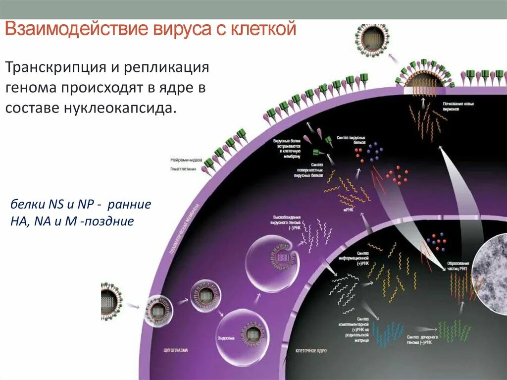 Вирусный транскрипция. Транскрипция и трансляция вирусов. Транскрипция трансляция и репликация вируса. Транскрипция вирусного генома.