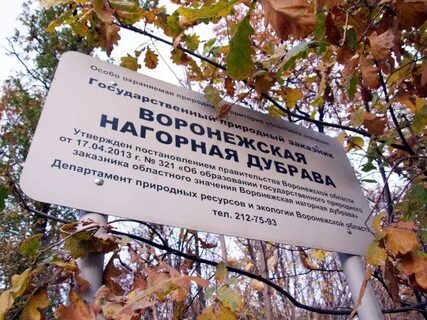 Нагорная дубрава