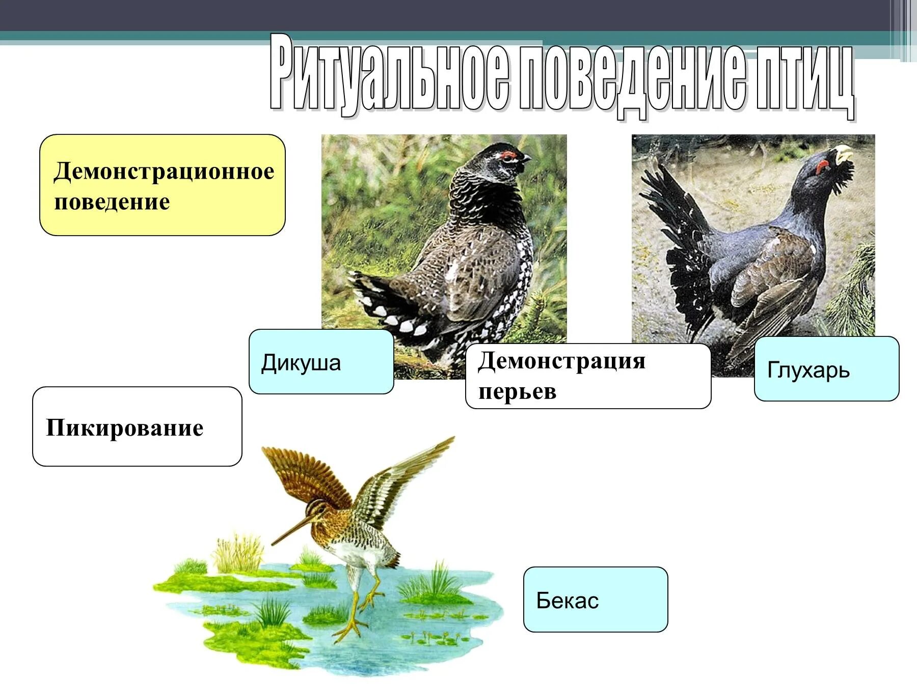 Размножение птиц презентация 7 класс. Демонстрационное поведение птиц. Биология размножение птиц. Класс птицы поведение. Размножение птиц 7 класс.