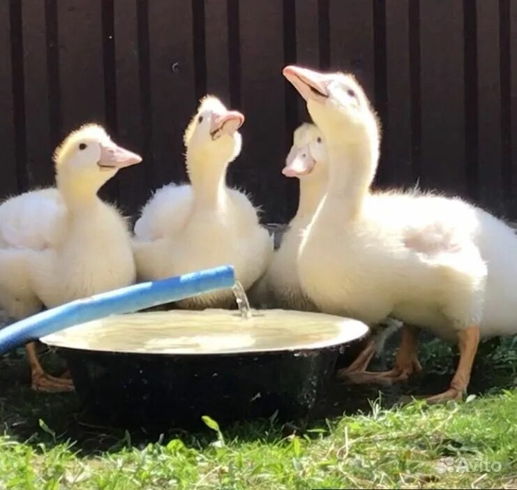 Утка-гусь мулард. Венгерский мулард. Муларды утки. Порода уток муларды. Цветной мулард.
