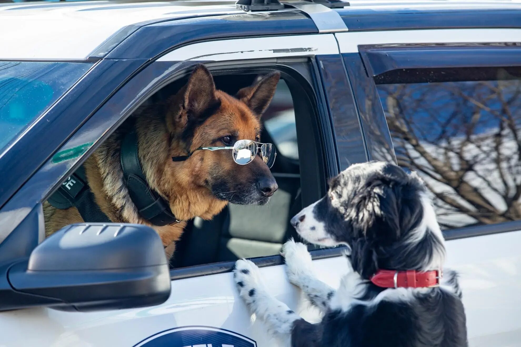 Лапы объединяйтесь. Кошки против собак 3 лапы объединяйтесь. Лапы объединяйтесь. Кошки против собак 3. Лапы объединяйтесь.