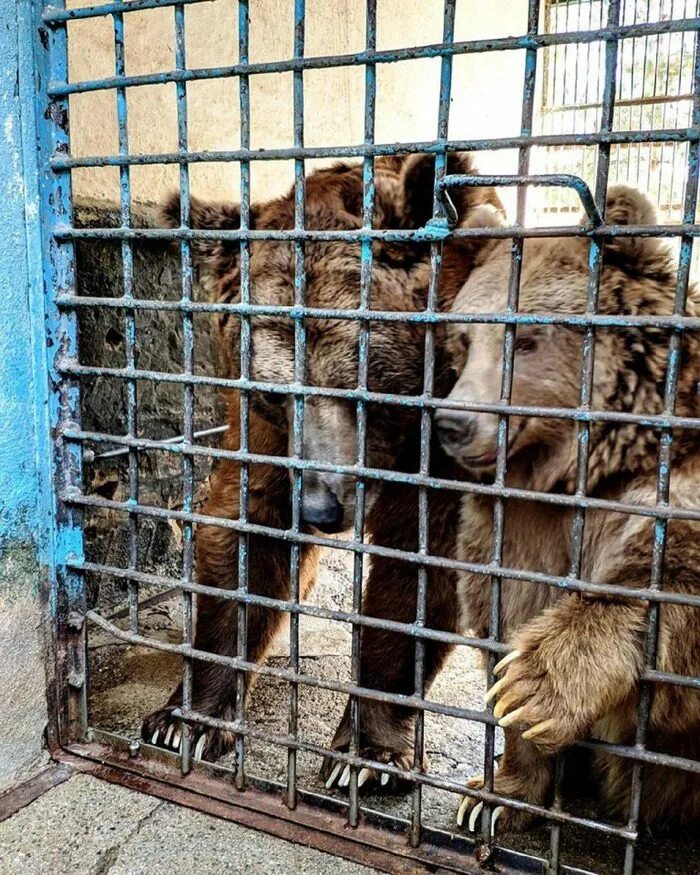 Зоопарк душанбе. Зоопарк таджикистан душанбе. душанбинский зоопарк. зоопарк дар душанбе. зоопарк душанбе 2025.