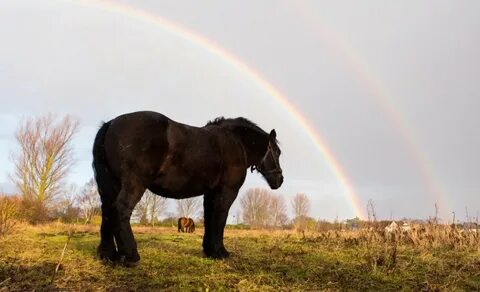 House Appropriations Committee votes narrowly to lift federal ban on horse ...