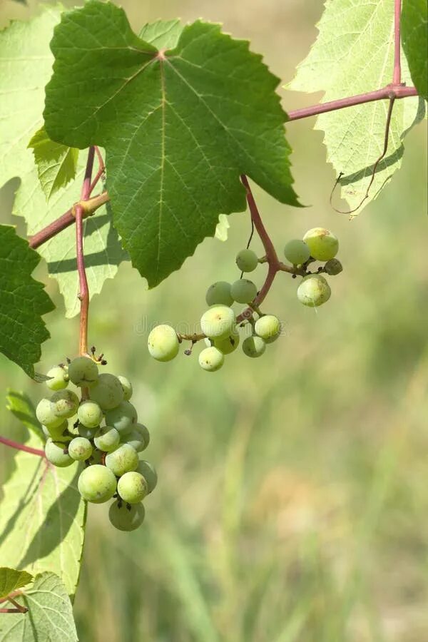 Виноград фото. Виноград зеленый. Там где зреет виноград зеленый. Grape development. Там где зреет виноград зеленый.