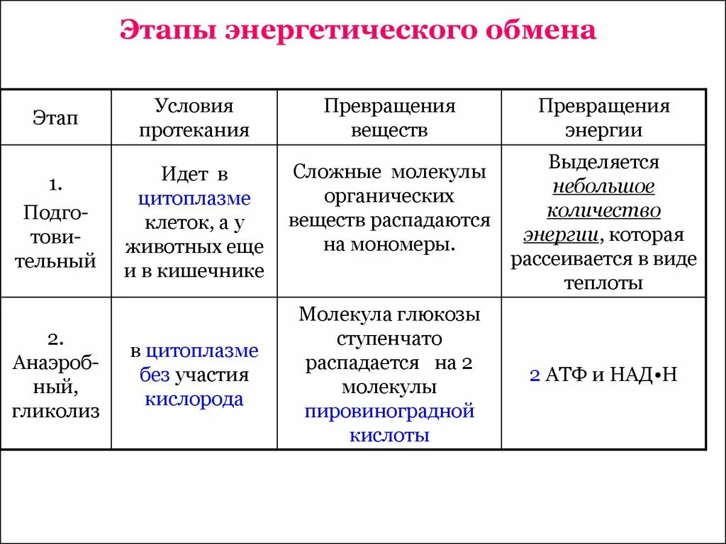 Бескислородному этапу обмена веществ. Этапы энергетического обмена таблица. Этапы энергетического обмена промежуточные вещества. Энергетический обмен стадии энергетического обмена.