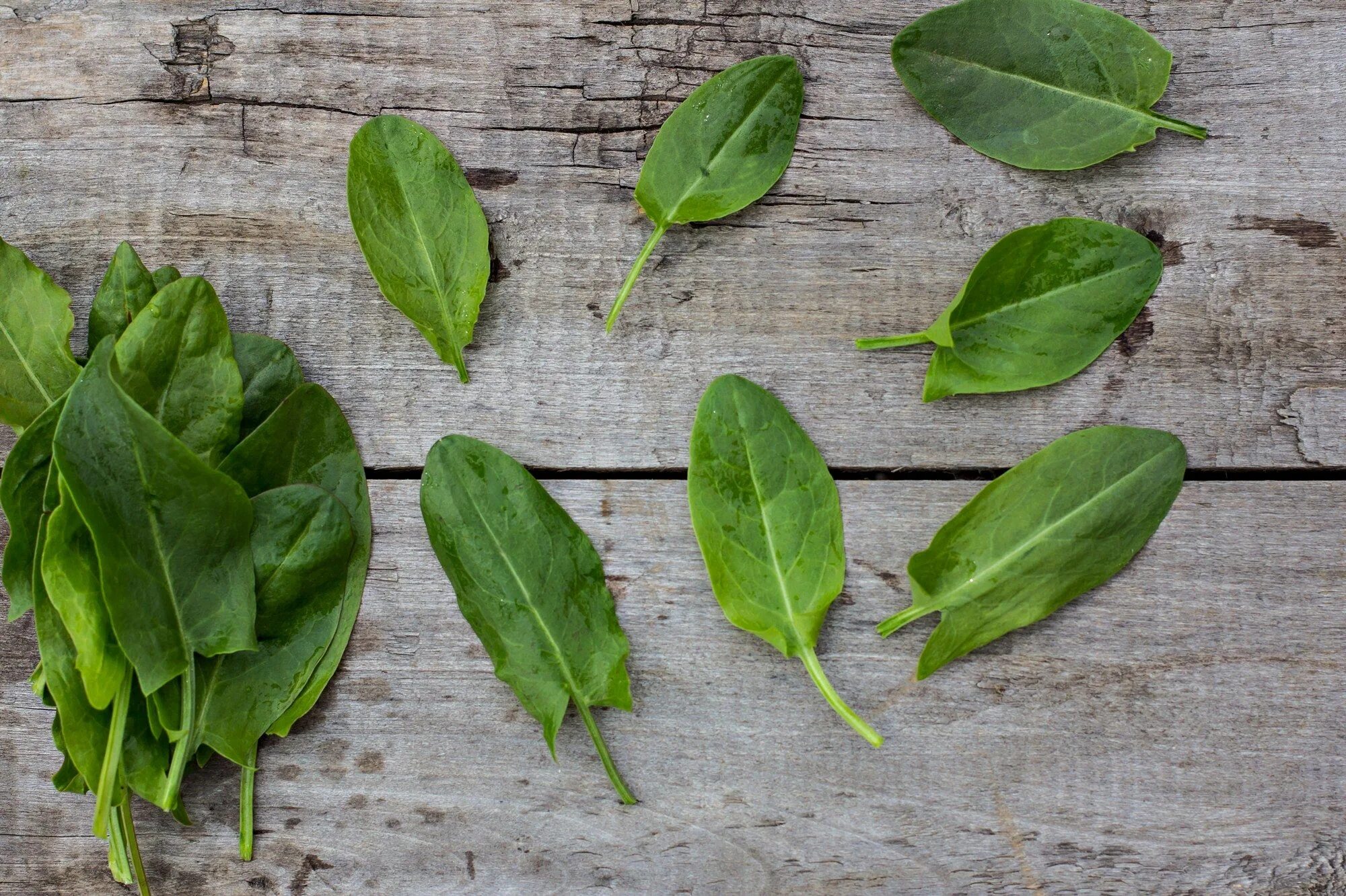 Sorrel, Explained Sorrel recipe, Spring dishes, Wild edibles