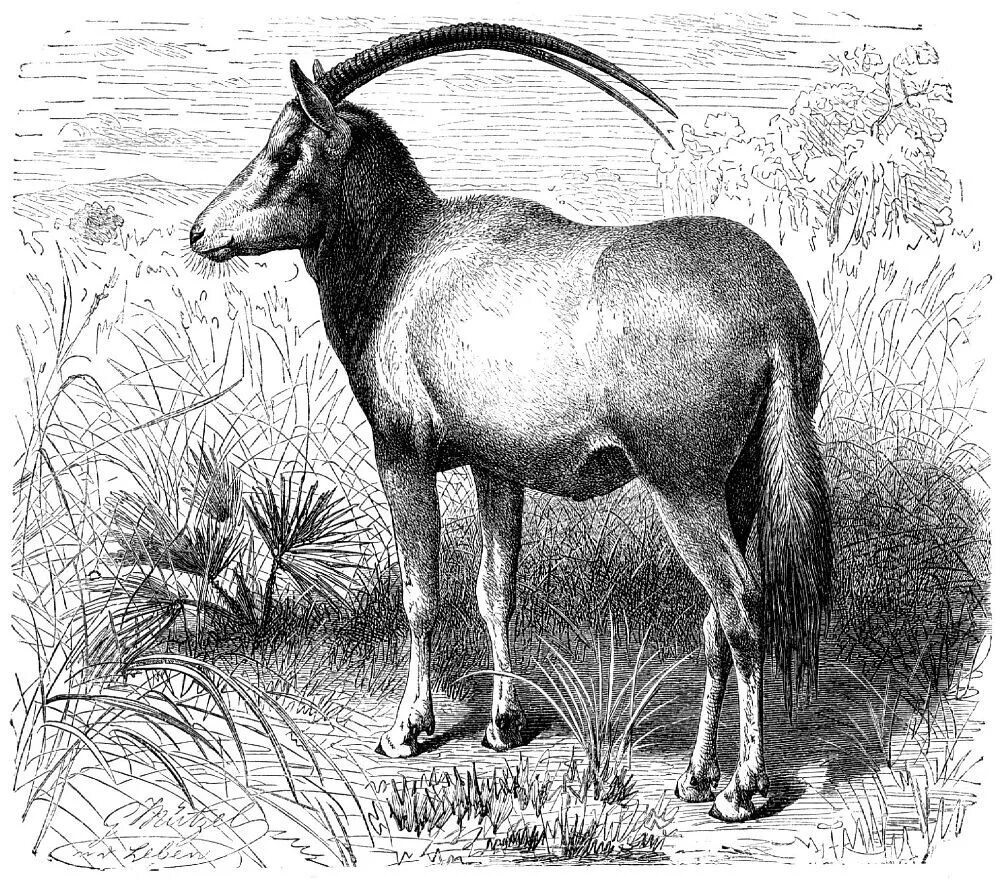 особенности зубной системы парнокопытных. копытное семейства полорогих. парнокопытные жвачные представители. баран парнокопытные и непарнокопытные. отряд копытные млекопитающие.