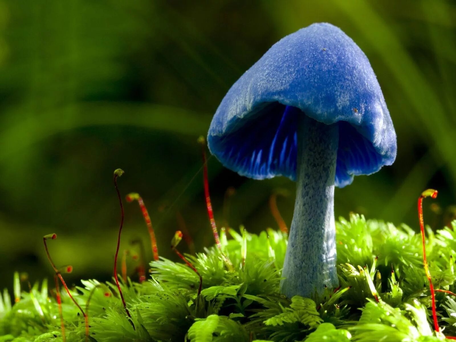 Включи редкие грибы. Гриб Энтолома голубая. Голубой гриб Entoloma hochstetteri. Гриб голубая Мицена. Синяя Энтолома Entoloma hochstetteri.
