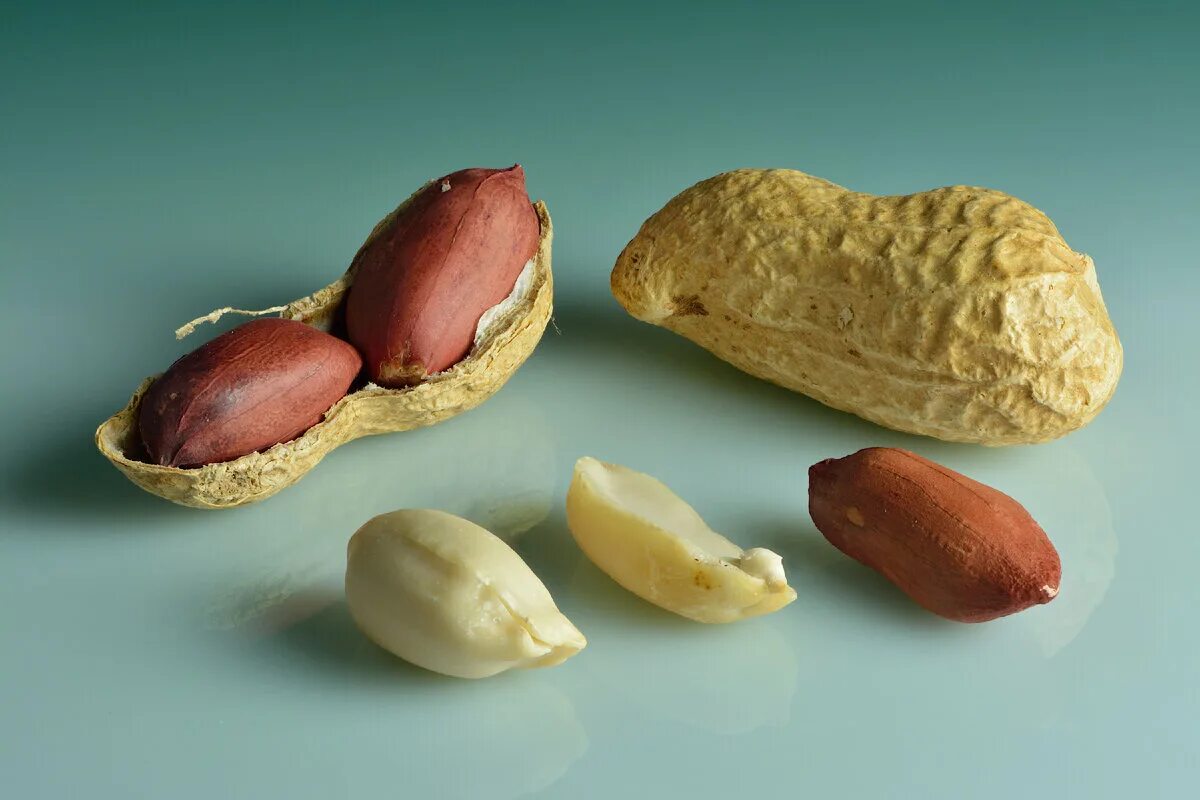 Может ли арахис. Земляной орех арахис. Арахис культурный Земляной орех. Арахис в Южной Америке. Арахис семейство бобовых.