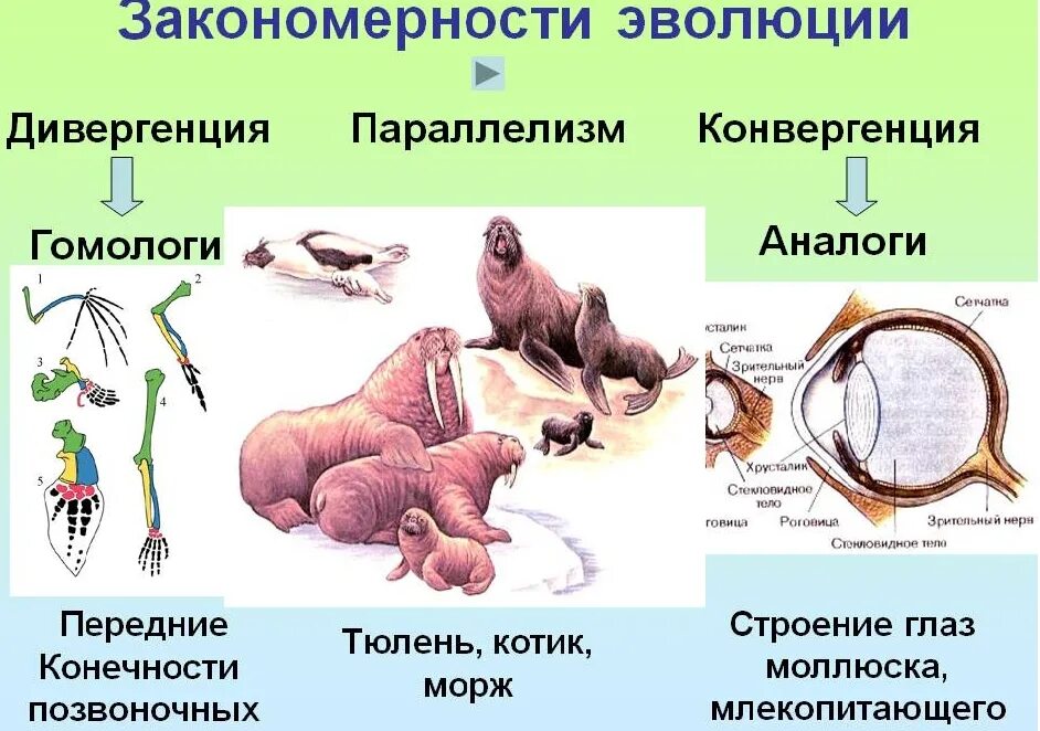 Пример процесса развития у животных