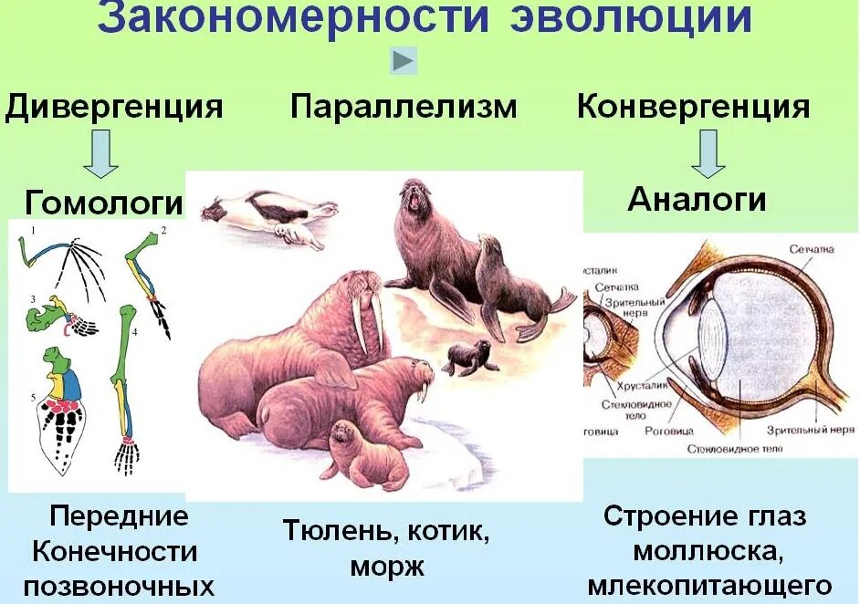 Дивергенция и конвергенция параллелизм в биологии. Эволюционные процессы конвергенция и дивергенция ЕГЭ. Закономерность эволюции конвергенция. Механизмы эволюции дивергенция конвергенция.